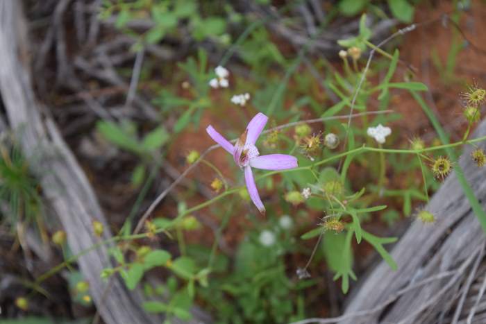 Caladenia - Spider Orchid-Camel-Soak-3-Orchid-Ridge-Sep-2018p0010.JPG